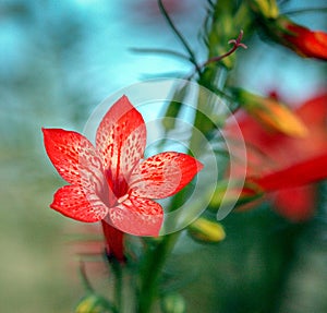 Close-up of a beautiful standing cyrpess Ipomopsis rubra flower against a blurred background