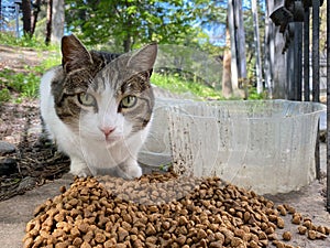 Close-up of a beautiful stray cat eating food left by passers