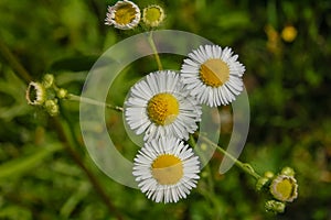 close-up of beautiful summer flowers Camomile or Daisy in green grass