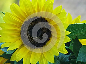 Close-up of beautiful sunflower blossom Heliantus annuus