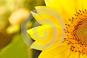 Close-up of a beautiful sunflower in a field