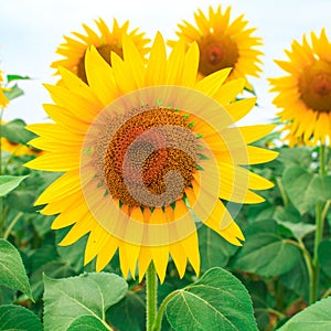 Close-up of a beautiful sunflower on the field