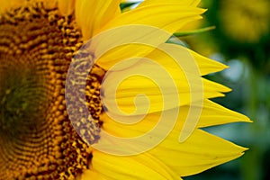 Close-up of a beautiful sunflower flower, against a clear blue sky and other sunflowers