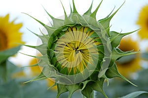 Close-up of a beautiful sunflower flower, against a clear blue sky and other sunflowers
