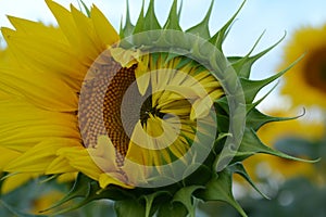 Close-up of a beautiful sunflower flower, against a clear blue sky and other sunflowers