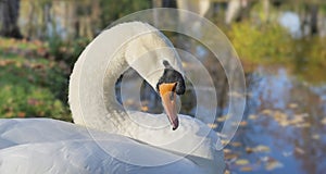 close-up of a beautiful swan at the water edge