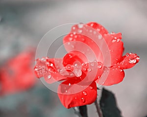 Beautiful sweet red rose flower blooming with water drops in nature garden