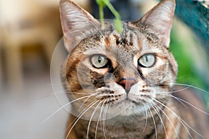 Close up of a beautiful tabby  female cat with green eyes and long whiskers.