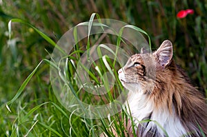 close-up of a beautiful  tabby norwegian forest cat on the tall  grass. Profile portrait