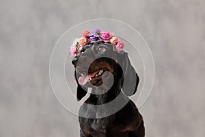 Close up of beautiful teckel dog with flowers headband