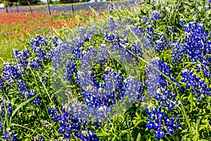 A Close up of Beautiful Texas Bluebonnets