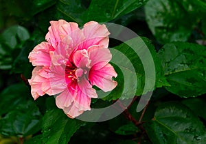 Close up beautiful Thailand Pink Hibiscus on its own tree or Chaba Soun in Thailand language, the background of green leaves, dew