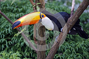 Close up of a beautiful toco toucan Ramphastos toco