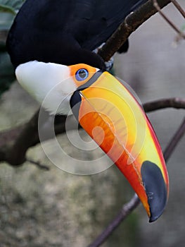 Close up of a beautiful toco toucan Ramphastos toco