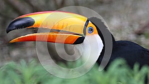 Close up of a beautiful toco toucan Ramphastos toco