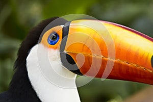 Close-up of beautiful toucan