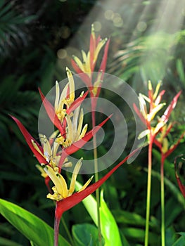 Close up beautiful tropical lily family flowers and beam of ligh