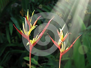 Close up beautiful tropical lily family flowers and beam of ligh