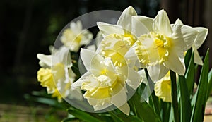 Close-up of beautiful Trumpet Narcissus Daffodils Mount Hood. Young light yellow daffodils flowers then turn snow-white.