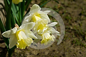 Close-up of beautiful Trumpet Narcissus Daffodils Mount Hood. Young light yellow daffodils flowers then turn snow-white