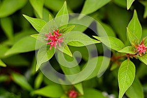 Close up of beautiful two wild flowers plant on blurry leaves background. wild flower concept