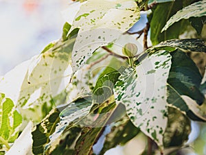 Close up on a variegated leaf of Ficus aspera `Parcelli`. photo