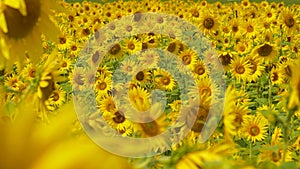 CLOSE UP: Beautiful view of a field of sunflowers swaying in the summer breeze