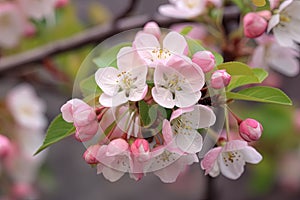 Close-up of beautiful vintage sakura tree flower (cherry blossom) in spring