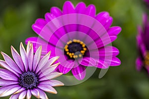 Close Up beautiful violet African daisy