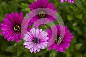 Close Up beautiful violet African daisy