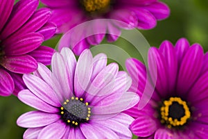 Close Up beautiful violet African daisy