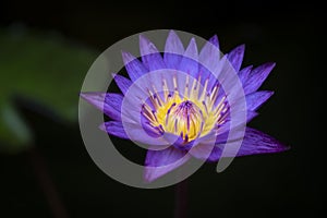 Beautiful violet lotus flower and yellow pollen is blooming on dark background. Water lily