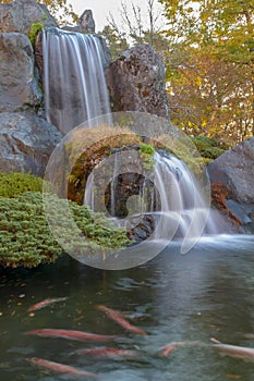 Close up beautiful waterfall and forest change color leaf  in autumn at japan