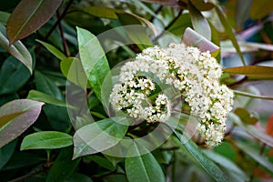 Close-up beautiful white blossom flowers Photinia fraseri `Red Robin` shrub with red and green leaves. Decorative blooming shrub