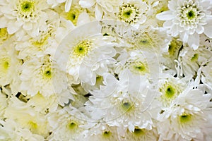 Close up of beautiful white chrysanthemums  flowers  blooming in the garden.