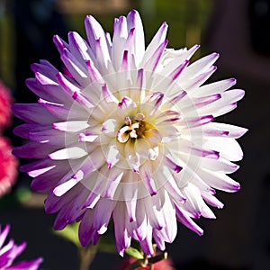 Close-up of beautiful white dahlia with purble ends