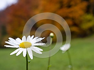CLOSE UP: Beautiful white daisy covered in rain drops on colorful autumn meadow