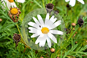 Close-up of a Beautiful White Daisy, Macro, Nature