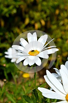 Close-up of a Beautiful White Daisy, Macro, Nature