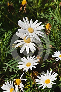 Close-up of Beautiful White Daisy, Macro, Nature