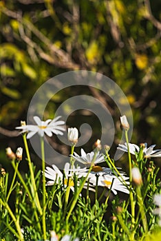 Close-up of Beautiful White Daisy, Macro, Nature