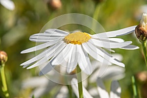 Close-up of Beautiful White Daisy, Macro, Nature