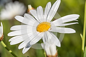 Close-up of Beautiful White Daisy, Macro, Nature