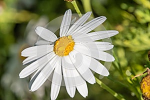 Close-up of Beautiful White Daisy, Macro, Nature