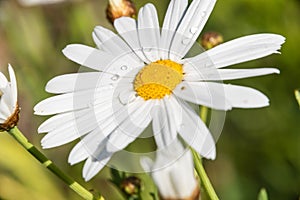 Close-up of Beautiful White Daisy, Macro, Nature