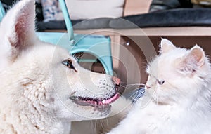 Close up of beautiful white dog and cat Japanese Akita Inu and domestic fluffy cat with funny face expressions