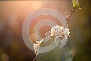 Close-up of a beautiful white Flower, Flower background at spring meadow with bright sun light, Nature Backgrounds