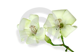 Close up beautiful white flowers isolated on a white background.