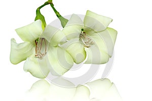 Close up beautiful white flowers isolated on a white background.