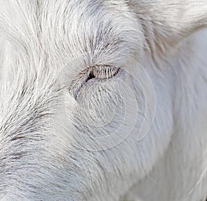 Close up beautiful white goat eye and eyelashes